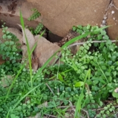 Asplenium flabellifolium at Watson, ACT - 7 Apr 2020 05:13 PM