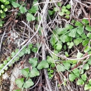 Asplenium flabellifolium at Watson, ACT - 7 Apr 2020