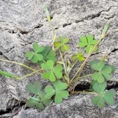 Oxalis sp. (Wood Sorrel) at Watson, ACT - 7 Apr 2020 by MAX