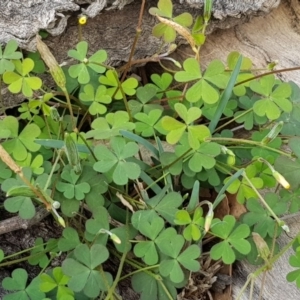 Oxalis sp. at Watson, ACT - 7 Apr 2020