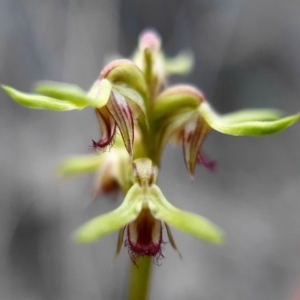 Corunastylis cornuta at Hackett, ACT - suppressed