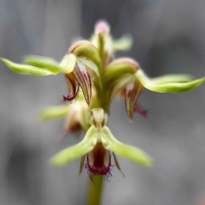 Corunastylis cornuta (Horned Midge Orchid) at Black Mountain - 7 Apr 2020 by shoko