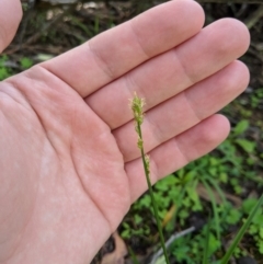 Carex sp. (A Sedge) at Stromlo, ACT - 5 Apr 2020 by MattM