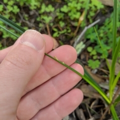 Carex sp. at Stromlo, ACT - 6 Apr 2020