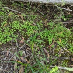 Carex sp. at Stromlo, ACT - 6 Apr 2020