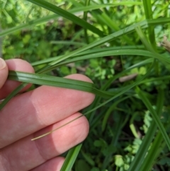 Carex sp. at Stromlo, ACT - 6 Apr 2020