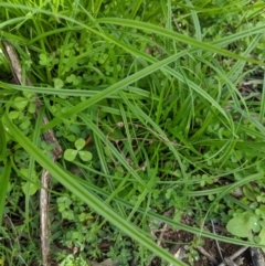 Carex sp. at Stromlo, ACT - 6 Apr 2020