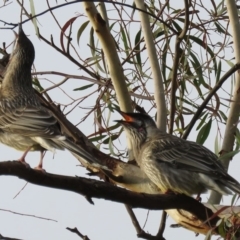 Anthochaera carunculata (Red Wattlebird) at Macarthur, ACT - 7 Apr 2020 by RodDeb