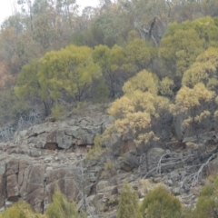 Acacia doratoxylon (Currawang) at Tuggeranong DC, ACT - 29 Dec 2019 by michaelb