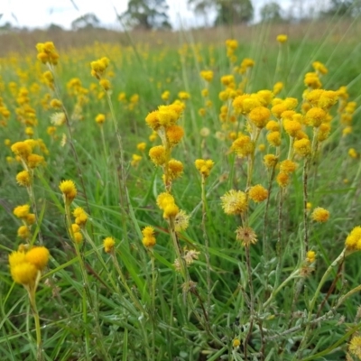 Chrysocephalum apiculatum (Common Everlasting) at Fraser, ACT - 1 Apr 2020 by Micky1