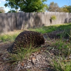 Tachyglossus aculeatus (Short-beaked Echidna) at Flynn, ACT - 1 Apr 2020 by Micky1