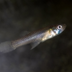 Gambusia holbrooki (Gambusia, Plague minnow, Mosquito fish) at Melba, ACT - 7 Apr 2020 by dhkmapr