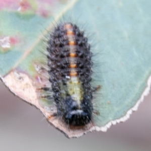 Chrysomelidae sp. (family) at Symonston, ACT - 31 Mar 2020