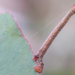 Geometridae (family) IMMATURE at Symonston, ACT - 31 Mar 2020 by SWishart