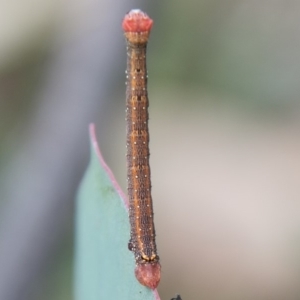 Geometridae (family) IMMATURE at Symonston, ACT - 31 Mar 2020