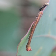 Geometridae (family) IMMATURE at Symonston, ACT - 31 Mar 2020