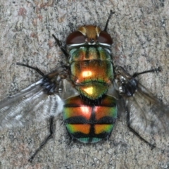 Rutilia (Chrysorutilia) sp. (genus & subgenus) (A Bristle Fly) at Majura, ACT - 7 Apr 2020 by jb2602