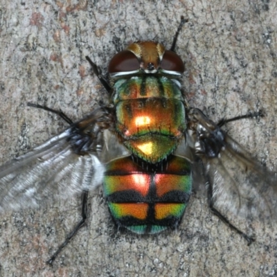Rutilia (Chrysorutilia) sp. (genus & subgenus) (A Bristle Fly) at Majura, ACT - 7 Apr 2020 by jb2602
