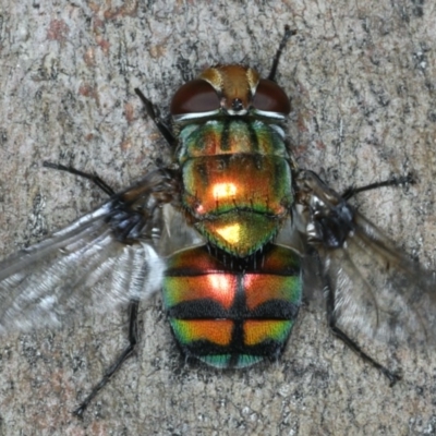 Rutilia (Chrysorutilia) sp. (genus & subgenus) (A Bristle Fly) at Mount Ainslie - 7 Apr 2020 by jb2602