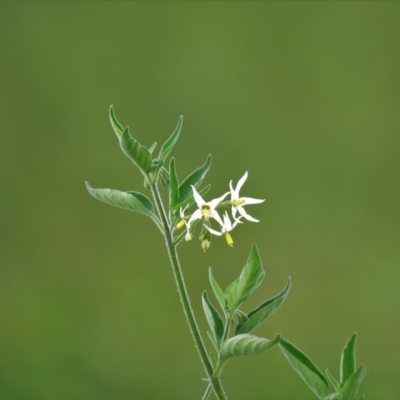 Solanum sp. (Tomato) at Urambi Hills - 7 Apr 2020 by SandraH