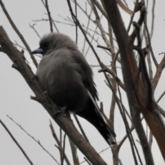 Artamus cyanopterus (Dusky Woodswallow) at Burradoo, NSW - 8 Apr 2020 by GlossyGal