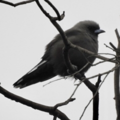 Artamus cyanopterus at Burradoo - 8 Apr 2020