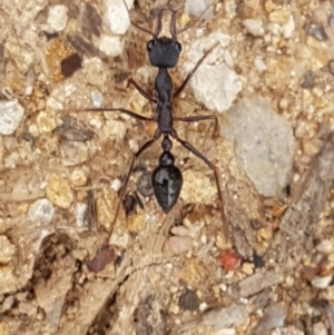 Myrmecia pyriformis at Higgins, ACT - 8 Apr 2020