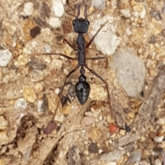 Myrmecia pyriformis (A Bull ant) at Higgins, ACT - 8 Apr 2020 by tpreston