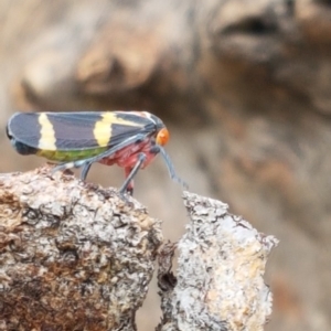 Eurymeloides pulchra at Higgins, ACT - 8 Apr 2020
