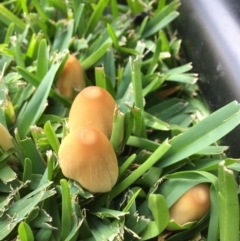 Coprinellus etc. (An Inkcap) at Downer, ACT - 8 Apr 2020 by forest17178