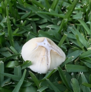 zz agaric (stem; gills white/cream) at Downer, ACT - 8 Apr 2020 11:34 AM