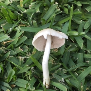 zz agaric (stem; gills white/cream) at Downer, ACT - 8 Apr 2020