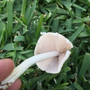 zz agaric (stem; gills white/cream) at Downer, ACT - 8 Apr 2020
