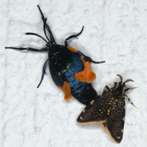 Cebysa leucotelus at Ainslie, ACT - 7 Apr 2020