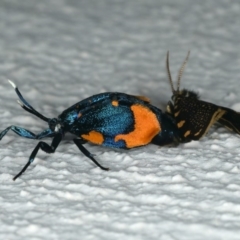 Cebysa leucotelus at Ainslie, ACT - 7 Apr 2020