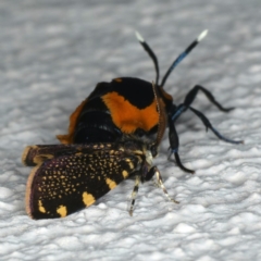 Cebysa leucotelus at Ainslie, ACT - 7 Apr 2020