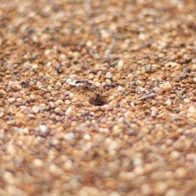 Iridomyrmex purpureus (Meat Ant) at Mount Taylor - 8 Apr 2020 by Speedsta