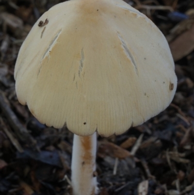 Agarics at Barragga Bay, NSW - 8 Apr 2020 by Mary1