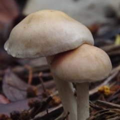 Agarics at Barragga Bay, NSW - 8 Apr 2020 12:00 AM