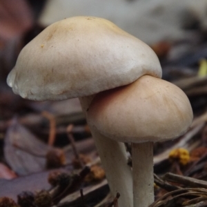 Agarics at Barragga Bay, NSW - 8 Apr 2020 12:00 AM