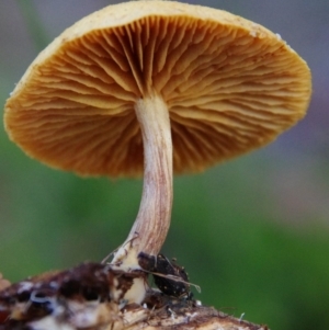 Agarics at Barragga Bay, NSW - 8 Apr 2020 12:00 AM