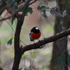 Petroica boodang (Scarlet Robin) at Deakin, ACT - 7 Apr 2020 by LisaH