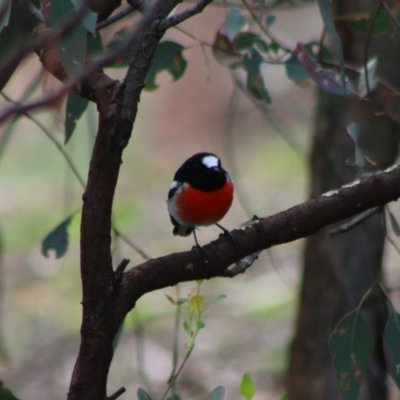 Petroica boodang (Scarlet Robin) at Red Hill Nature Reserve - 7 Apr 2020 by LisaH