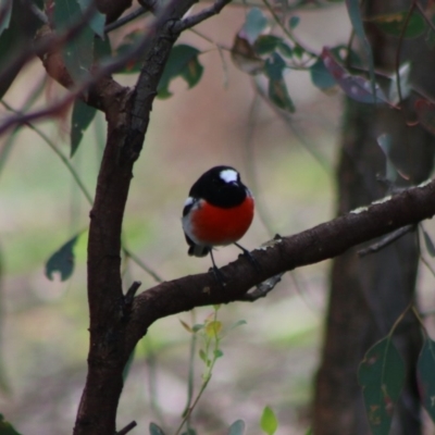 Petroica boodang (Scarlet Robin) at Deakin, ACT - 7 Apr 2020 by LisaH