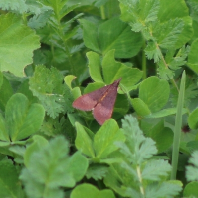 Uresiphita ornithopteralis (Tree Lucerne Moth) at Red Hill to Yarralumla Creek - 7 Apr 2020 by LisaH
