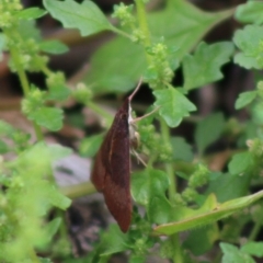 Uresiphita ornithopteralis at Hughes, ACT - 7 Apr 2020