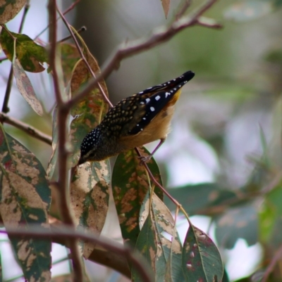 Pardalotus punctatus (Spotted Pardalote) at Red Hill Nature Reserve - 7 Apr 2020 by LisaH
