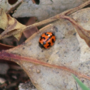 Coccinella transversalis at Hughes, ACT - 7 Apr 2020 12:14 PM