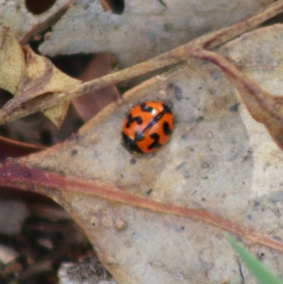 Coccinella transversalis (Transverse Ladybird) at Hughes, ACT - 7 Apr 2020 by LisaH