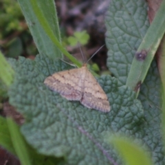 Scopula rubraria (Plantain Moth) at Hughes, ACT - 6 Apr 2020 by LisaH